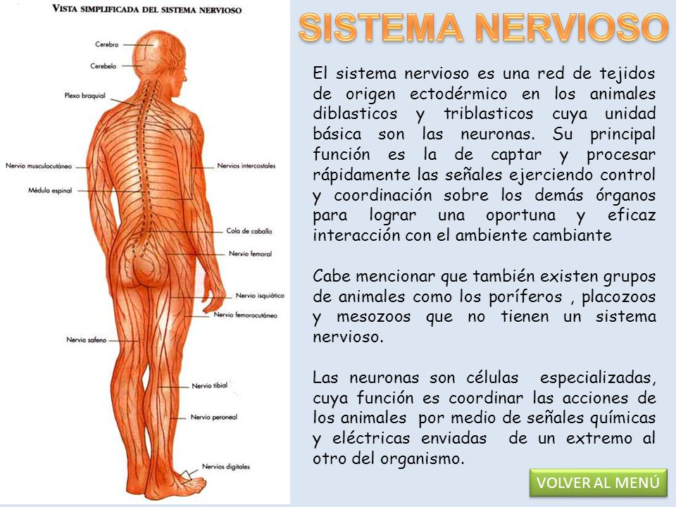 Sistemas del cuerpo humano y sus funciones